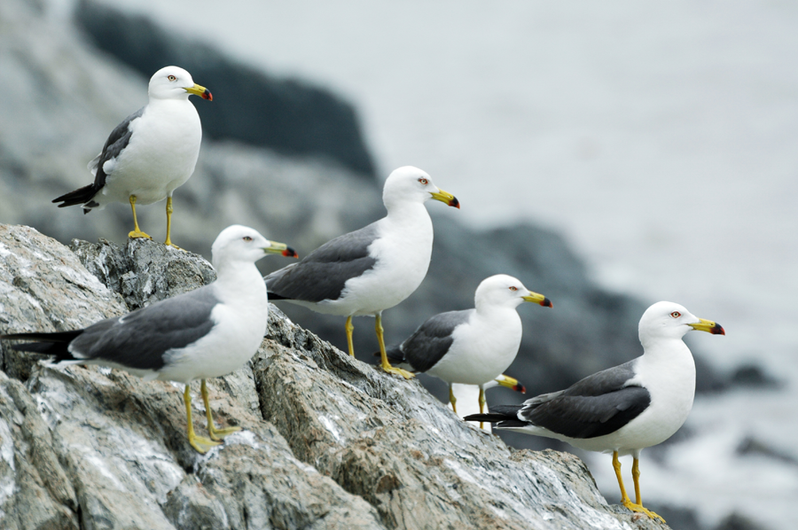 Dongtou: Misty islands amid endless waves