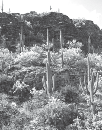 Check out Tucson's scenic Sabino Canyon