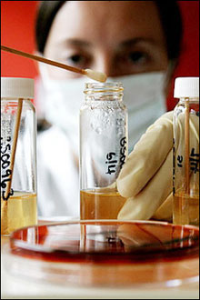 Louise Petrie, laboratory scientist of Scottish Agricultural College Veterinary Services, tests biological samples from a suspect swan at a laboratory in Aberdeen, Scotland, 08 April 2006. The likelihood of the lethal H5N1 strain of the bird flu virus mutating into a form that can be transmitted between humans is "very low", David King, the British government's chief scientific adviser, said.(AFP