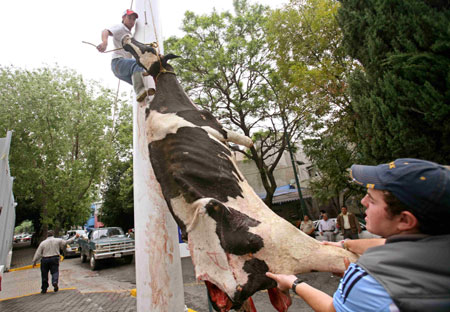 Mexican farmers hang a cow carcass from a flag pole outside the economy ministry in Mexico City during a protest about dairy product imports June 5, 2006. [Reuters]