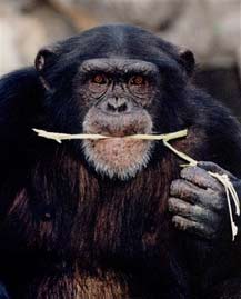 Scientists believe they have found a key gene that helped the human brain evolve from our chimp-like ancestors. In just a few million years, one area of the human genome seems to have evolved about 70 times faster than the rest of our genetic code. This 1999 file photo shows Shaun, a male chimpanzee at the Los Angeles Zoo. (AP Photo