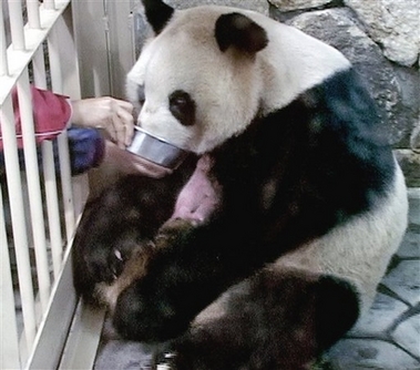 In this photo released by Adventure World in Shirahama, Wakayama Prefecture, Japan, Giant Panda 'Meimei' eats foods while holding her hairless newborn twins, first baby on top and the second in bottom sticking to each other, under her chin in the zoo Saturday, Dec. 23, 2006. The 12-year-old mother panda, who traveled to Japan from Chengdu Research Base of Giant Panda Breeding, gave birth two twin cubs Saturday, Adventure World said. [AP]
