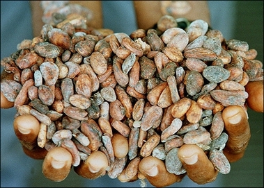 A farmer holds cocoa beans.