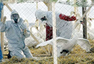 Deadly bird flu expands in Africa, Asia
