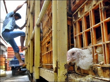 Indonesian boy tested positive for bird flu