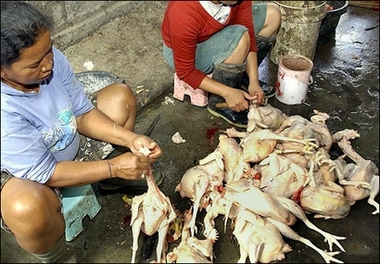 Indonesia records 43rd bird flu death