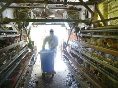 Japan confirms deadly bird flu outbreak