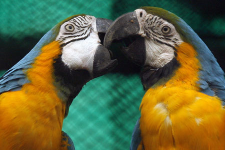 Valentine's Day at zoological park