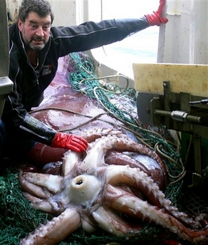 New Zealand fishermen catch rare squid 