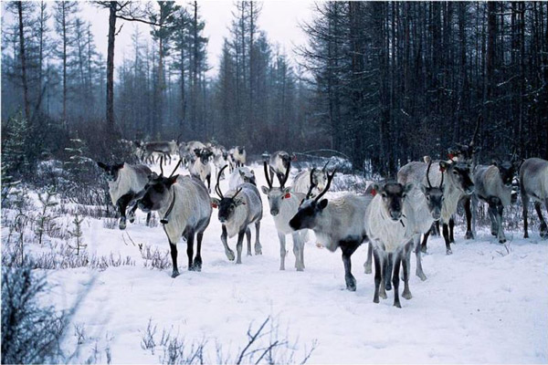 European reindeer introduced to Inner Mongolia