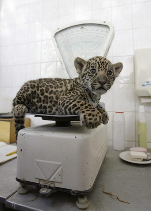 Jaguar cub troika debuts in Berlin