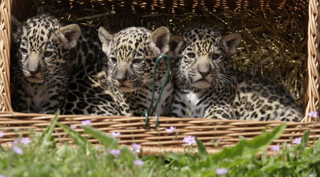 Jaguar cub troika debuts in Berlin