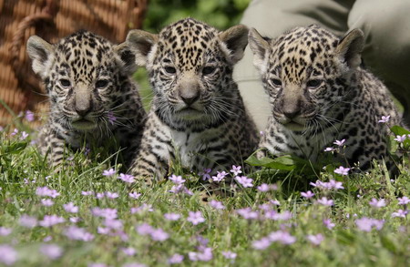 Jaguar cub troika debuts in Berlin