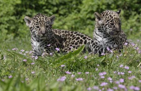 Jaguar cub troika debuts in Berlin