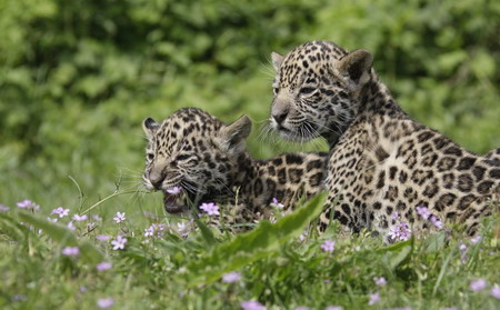 Jaguar cub troika debuts in Berlin