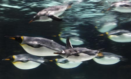 16 new arrivals at Melbourne Aquarium