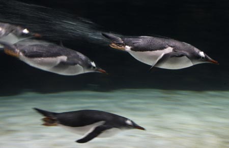 16 new arrivals at Melbourne Aquarium