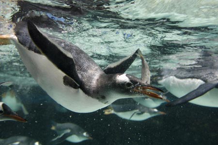 16 new arrivals at Melbourne Aquarium