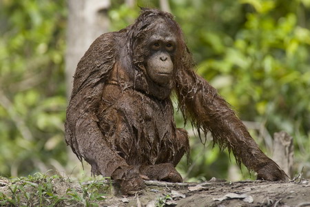 Logging threatens orangutans' habitat in Indonesia