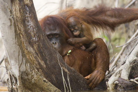 Logging threatens orangutans' habitat in Indonesia