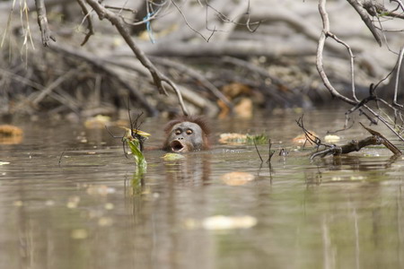 Logging threatens orangutans' habitat in Indonesia