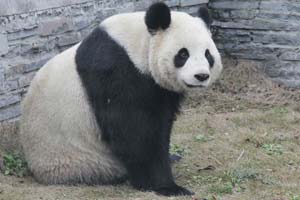 China waves goodbye to Belgium-bound panda pair