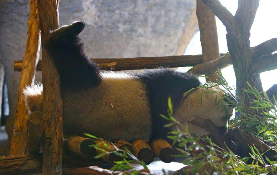 Chinese, Belgian heads of state launch panda house