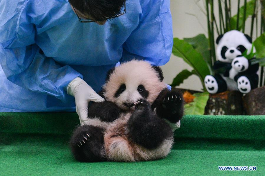 Giant panda cub meets visitors in Malaysia