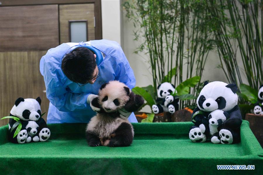 Giant panda cub meets visitors in Malaysia