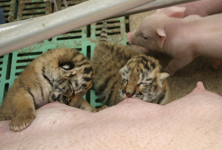 Tiger cubs find a pig mother