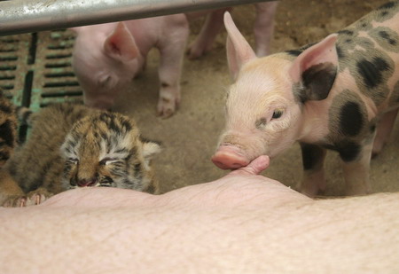 Tiger cubs find a pig mother