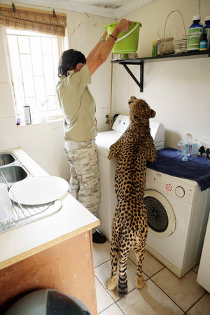 Woman lives with cheetahs, lion, wolves