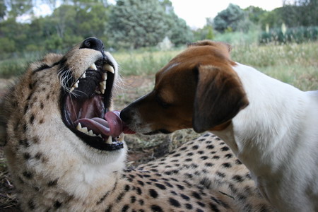 Woman lives with cheetahs, lion, wolves