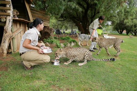 Woman lives with cheetahs, lion, wolves