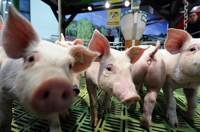 'Pig Brother' reality show to sell more bacon