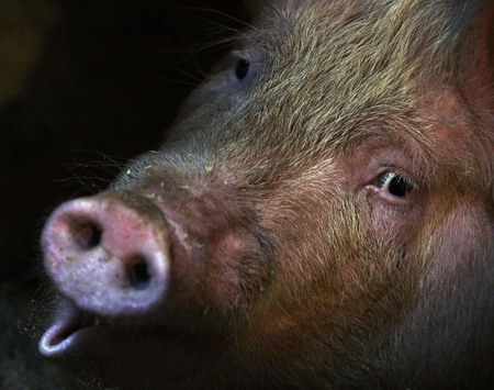 Pig farm might be source of swine flu: report