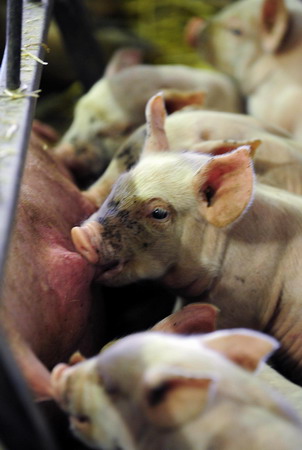 Countries join battle against swine flu