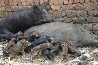 Egypt orders slaughter of all pigs over swine flu