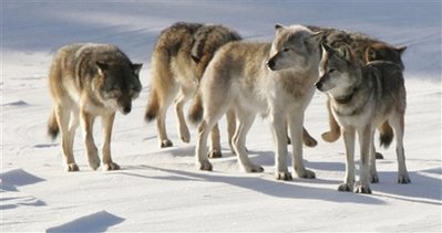 Wolves off endangered species list in N. Rockies