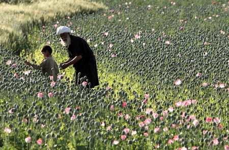 US troops target poppy farming in Afghanistan