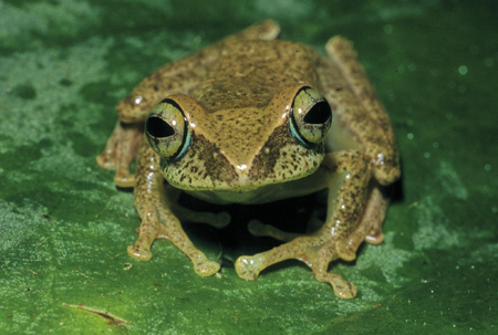 Scientists find 200 new frog species in Madagascar