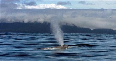Blue whales return to Alaskan waters