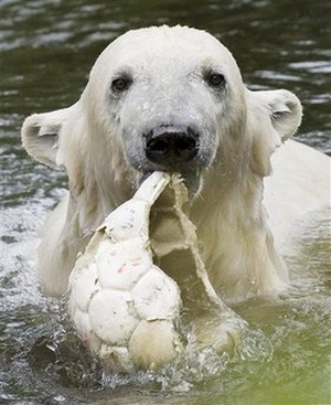Bear fight: German zoos battle over Knut