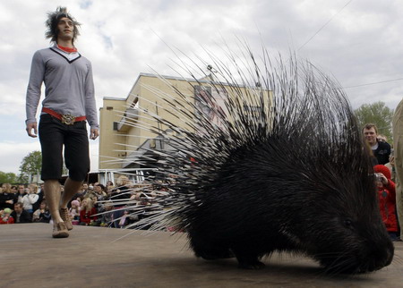 Porcupine, python strut catwalk for Russian zoo