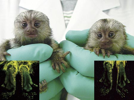 Scientists create monkeys with glowing gene