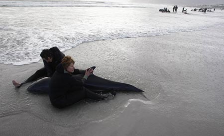 Pilot whales stranded on beach near Cape Town