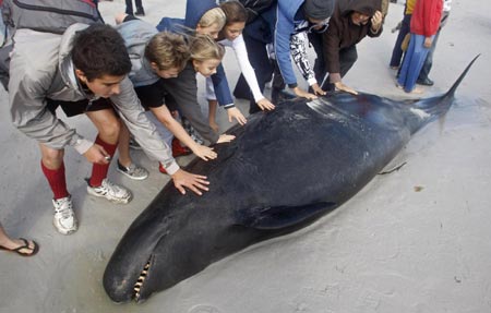 Pilot whales stranded on beach near Cape Town