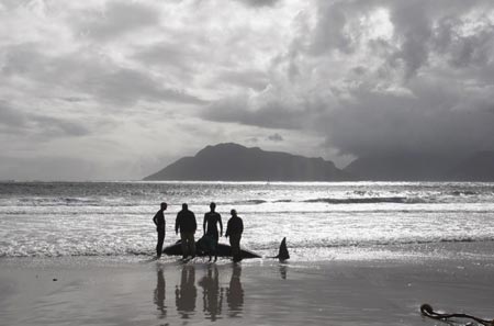 Pilot whales stranded on beach near Cape Town