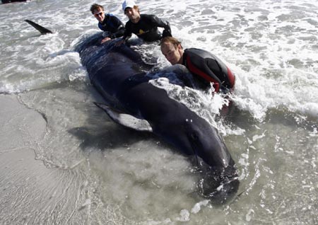 Pilot whales stranded on beach near Cape Town