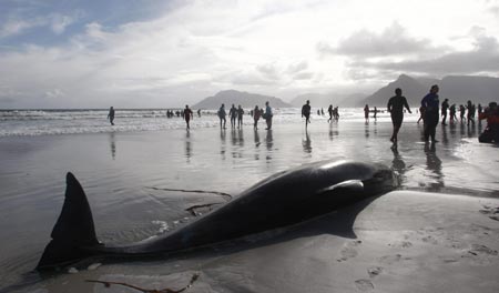 Pilot whales stranded on beach near Cape Town